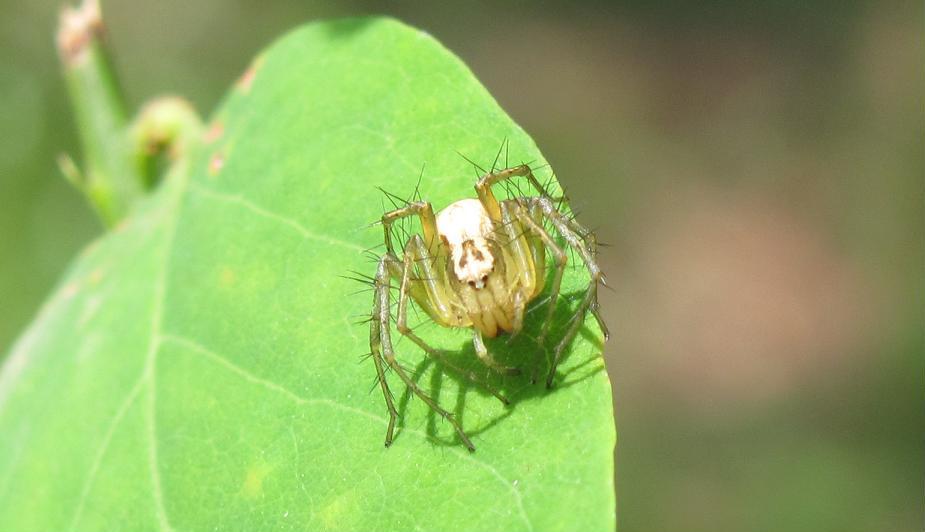 Oxyopes lineatus - Sostegno (BL)